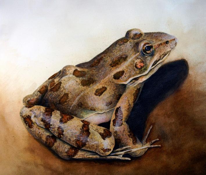 27055-heqet_-_portrait_of_a_pickerel_frog-12320191847-59291