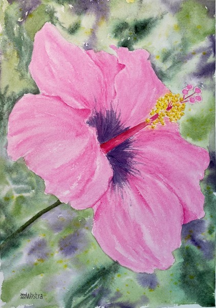 ANN WESTRA, HIBISCUS, NOVICE