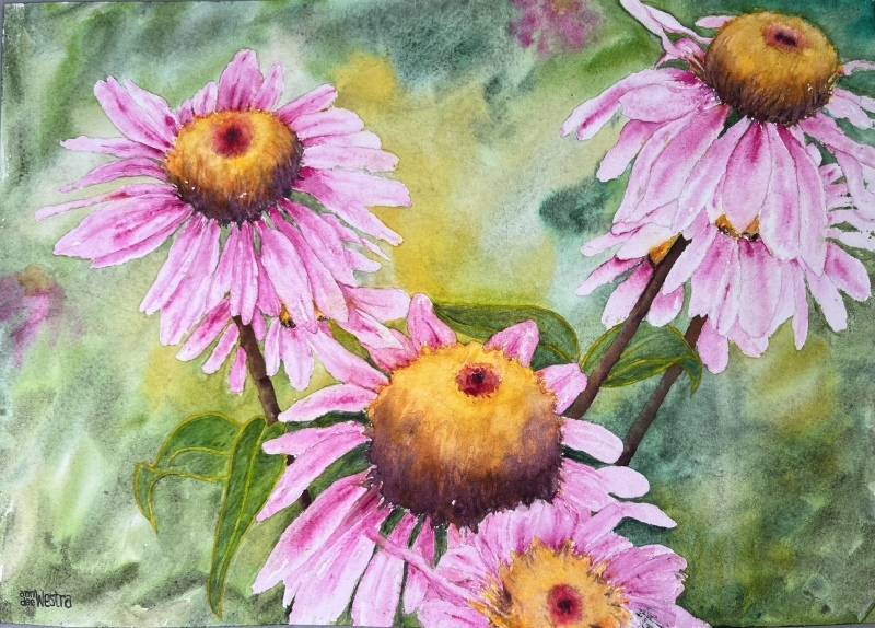 CONEFLOWERS, NOVICE 2022 by Ann Westra