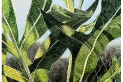 Mahanta-Chandan_Compass-Plant_800_300dpi