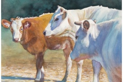 Rhoades-Shirley_Cows-of-Ojai_950_300dpi
